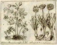Picture 41 of 66 from Museo di piante rare della Sicilia, Malta, Corsica, Italia, Piemonte, e Germania ... ?con l'Appendix ad libros de plantis Andreae Caesalpini, e varie osservazioni curiose con sue figure in rame /di don Paolo Boccone ... (1697), leaf 285