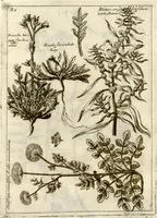 Picture 42 of 66 from Museo di piante rare della Sicilia, Malta, Corsica, Italia, Piemonte, e Germania ... ?con l'Appendix ad libros de plantis Andreae Caesalpini, e varie osservazioni curiose con sue figure in rame /di don Paolo Boccone ... (1697), leaf 286