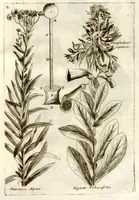 An illustration from Museo di piante rare della Sicilia, Malta, Corsica, Italia, Piemonte, e Germania ... ?con l'Appendix ad libros de plantis Andreae Caesalpini, e varie osservazioni curiose con sue figure in rame /di don Paolo Boccone ... (1697)