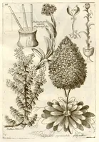 Picture 44 of 66 from Museo di piante rare della Sicilia, Malta, Corsica, Italia, Piemonte, e Germania ... ?con l'Appendix ad libros de plantis Andreae Caesalpini, e varie osservazioni curiose con sue figure in rame /di don Paolo Boccone ... (1697), leaf 292
