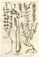 An illustration from Museo di piante rare della Sicilia, Malta, Corsica, Italia, Piemonte, e Germania ... ?con l'Appendix ad libros de plantis Andreae Caesalpini, e varie osservazioni curiose con sue figure in rame /di don Paolo Boccone ... (1697)