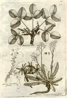 Picture 46 of 66 from Museo di piante rare della Sicilia, Malta, Corsica, Italia, Piemonte, e Germania ... ?con l'Appendix ad libros de plantis Andreae Caesalpini, e varie osservazioni curiose con sue figure in rame /di don Paolo Boccone ... (1697), leaf 299