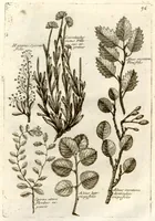 Picture 47 of 66 from Museo di piante rare della Sicilia, Malta, Corsica, Italia, Piemonte, e Germania ... ?con l'Appendix ad libros de plantis Andreae Caesalpini, e varie osservazioni curiose con sue figure in rame /di don Paolo Boccone ... (1697), leaf 302
