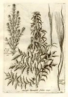 An illustration from Museo di piante rare della Sicilia, Malta, Corsica, Italia, Piemonte, e Germania ... ?con l'Appendix ad libros de plantis Andreae Caesalpini, e varie osservazioni curiose con sue figure in rame /di don Paolo Boccone ... (1697)