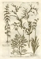 Picture 49 of 66 from Museo di piante rare della Sicilia, Malta, Corsica, Italia, Piemonte, e Germania ... ?con l'Appendix ad libros de plantis Andreae Caesalpini, e varie osservazioni curiose con sue figure in rame /di don Paolo Boccone ... (1697), leaf 304