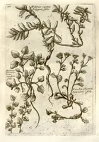 Picture 50 of 66 from Museo di piante rare della Sicilia, Malta, Corsica, Italia, Piemonte, e Germania ... ?con l'Appendix ad libros de plantis Andreae Caesalpini, e varie osservazioni curiose con sue figure in rame /di don Paolo Boccone ... (1697), leaf 306