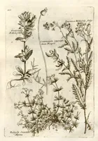 Picture 51 of 66 from Museo di piante rare della Sicilia, Malta, Corsica, Italia, Piemonte, e Germania ... ?con l'Appendix ad libros de plantis Andreae Caesalpini, e varie osservazioni curiose con sue figure in rame /di don Paolo Boccone ... (1697), leaf 307