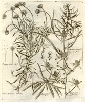 Picture 52 of 66 from Museo di piante rare della Sicilia, Malta, Corsica, Italia, Piemonte, e Germania ... ?con l'Appendix ad libros de plantis Andreae Caesalpini, e varie osservazioni curiose con sue figure in rame /di don Paolo Boccone ... (1697), leaf 310