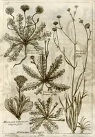Picture 53 of 66 from Museo di piante rare della Sicilia, Malta, Corsica, Italia, Piemonte, e Germania ... ?con l'Appendix ad libros de plantis Andreae Caesalpini, e varie osservazioni curiose con sue figure in rame /di don Paolo Boccone ... (1697), leaf 312