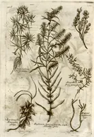 An illustration from Museo di piante rare della Sicilia, Malta, Corsica, Italia, Piemonte, e Germania ... ?con l'Appendix ad libros de plantis Andreae Caesalpini, e varie osservazioni curiose con sue figure in rame /di don Paolo Boccone ... (1697)