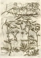 Picture 55 of 66 from Museo di piante rare della Sicilia, Malta, Corsica, Italia, Piemonte, e Germania ... ?con l'Appendix ad libros de plantis Andreae Caesalpini, e varie osservazioni curiose con sue figure in rame /di don Paolo Boccone ... (1697), leaf 316