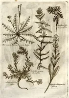 An illustration from Museo di piante rare della Sicilia, Malta, Corsica, Italia, Piemonte, e Germania ... ?con l'Appendix ad libros de plantis Andreae Caesalpini, e varie osservazioni curiose con sue figure in rame /di don Paolo Boccone ... (1697)
