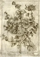 Picture 57 of 66 from Museo di piante rare della Sicilia, Malta, Corsica, Italia, Piemonte, e Germania ... ?con l'Appendix ad libros de plantis Andreae Caesalpini, e varie osservazioni curiose con sue figure in rame /di don Paolo Boccone ... (1697), leaf 320
