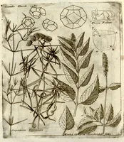 Picture 58 of 66 from Museo di piante rare della Sicilia, Malta, Corsica, Italia, Piemonte, e Germania ... ?con l'Appendix ad libros de plantis Andreae Caesalpini, e varie osservazioni curiose con sue figure in rame /di don Paolo Boccone ... (1697), leaf 321