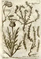 Picture 60 of 66 from Museo di piante rare della Sicilia, Malta, Corsica, Italia, Piemonte, e Germania ... ?con l'Appendix ad libros de plantis Andreae Caesalpini, e varie osservazioni curiose con sue figure in rame /di don Paolo Boccone ... (1697), leaf 325