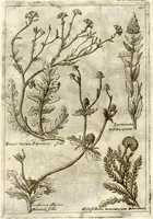 Picture 61 of 66 from Museo di piante rare della Sicilia, Malta, Corsica, Italia, Piemonte, e Germania ... ?con l'Appendix ad libros de plantis Andreae Caesalpini, e varie osservazioni curiose con sue figure in rame /di don Paolo Boccone ... (1697), leaf 326