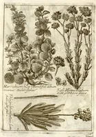 Picture 62 of 66 from Museo di piante rare della Sicilia, Malta, Corsica, Italia, Piemonte, e Germania ... ?con l'Appendix ad libros de plantis Andreae Caesalpini, e varie osservazioni curiose con sue figure in rame /di don Paolo Boccone ... (1697), leaf 328