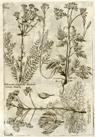 Picture 63 of 66 from Museo di piante rare della Sicilia, Malta, Corsica, Italia, Piemonte, e Germania ... ?con l'Appendix ad libros de plantis Andreae Caesalpini, e varie osservazioni curiose con sue figure in rame /di don Paolo Boccone ... (1697), leaf 329