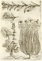 An illustration from Museo di piante rare della Sicilia, Malta, Corsica, Italia, Piemonte, e Germania ... ?con l'Appendix ad libros de plantis Andreae Caesalpini, e varie osservazioni curiose con sue figure in rame /di don Paolo Boccone ... (1697)