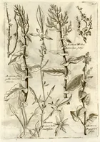 Picture 65 of 66 from Museo di piante rare della Sicilia, Malta, Corsica, Italia, Piemonte, e Germania ... ?con l'Appendix ad libros de plantis Andreae Caesalpini, e varie osservazioni curiose con sue figure in rame /di don Paolo Boccone ... (1697), leaf 332