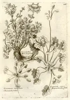 Picture 66 of 66 from Museo di piante rare della Sicilia, Malta, Corsica, Italia, Piemonte, e Germania ... ?con l'Appendix ad libros de plantis Andreae Caesalpini, e varie osservazioni curiose con sue figure in rame /di don Paolo Boccone ... (1697), leaf 334