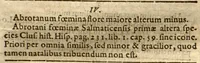 An illustration from Phytopinax, seu, Enumeratio plantarum ab herbariis nostro seculo descriptarum : cum earum differentiis : cui plurimarum hactenus ab iisdem non descriptarum succinctae descriptiones & denominationes accessere : additis aliquot hactenus non sculptarum plantarum viuis iconibus / Casparo Bauhino ..., auctore. (1596)
