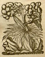 Picture 8 of 12 from Phytopinax, seu, Enumeratio plantarum ab herbariis nostro seculo descriptarum : cum earum differentiis : cui plurimarum hactenus ab iisdem non descriptarum succinctae descriptiones & denominationes accessere : additis aliquot hactenus non sculptarum plantarum viuis iconibus / Casparo Bauhino ..., auctore. (1596), leaf 724