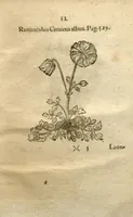 Picture 9 of 12 from Phytopinax, seu, Enumeratio plantarum ab herbariis nostro seculo descriptarum : cum earum differentiis : cui plurimarum hactenus ab iisdem non descriptarum succinctae descriptiones & denominationes accessere : additis aliquot hactenus non sculptarum plantarum viuis iconibus / Casparo Bauhino ..., auctore. (1596), leaf 728