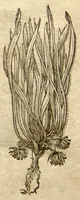 An illustration from Phytopinax, seu, Enumeratio plantarum ab herbariis nostro seculo descriptarum : cum earum differentiis : cui plurimarum hactenus ab iisdem non descriptarum succinctae descriptiones & denominationes accessere : additis aliquot hactenus non sculptarum plantarum viuis iconibus / Casparo Bauhino ..., auctore. (1596)