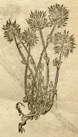 An illustration from Phytopinax, seu, Enumeratio plantarum ab herbariis nostro seculo descriptarum : cum earum differentiis : cui plurimarum hactenus ab iisdem non descriptarum succinctae descriptiones & denominationes accessere : additis aliquot hactenus non sculptarum plantarum viuis iconibus / Casparo Bauhino ..., auctore. (1596)
