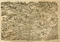 Picture 12 of 12 from Phytopinax, seu, Enumeratio plantarum ab herbariis nostro seculo descriptarum : cum earum differentiis : cui plurimarum hactenus ab iisdem non descriptarum succinctae descriptiones & denominationes accessere : additis aliquot hactenus non sculptarum plantarum viuis iconibus / Casparo Bauhino ..., auctore. (1596), leaf 733