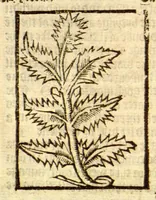 Picture 14 of 46 from The vertuose boke of distyllacyon of the waters of all maner of herbes ?with the fygures of the styllatoryes /fyrst made and compyled by the thyrte yeres study and labour of the moste conynge and famous master of phisyke Master Jherom Bruynswyke ; and now newly translate out of Duyche into Englysshe, not only to the synguler helpe and profyte of the surgyens, phisycyens and apothecaryes, but also of all maner of people parfytely and in dewe tyme and ordre to lerne to dystyll all maner of herbes to the profit, cure, & remedy of all maner dysieases and infirmytees apparant and nat apparant, and ye shall understande that the waters be better than the herbes as Avicenna testefyeth in his fourth canon saynge that all maner medicynes used with theyr substance febleth and maketh aged and weke. (1527), leaf 109