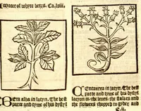 An illustration from The vertuose boke of distyllacyon of the waters of all maner of herbes ?with the fygures of the styllatoryes /fyrst made and compyled by the thyrte yeres study and labour of the moste conynge and famous master of phisyke Master Jherom Bruynswyke ; and now newly translate out of Duyche into Englysshe, not only to the synguler helpe and profyte of the surgyens, phisycyens and apothecaryes, but also of all maner of people parfytely and in dewe tyme and ordre to lerne to dystyll all maner of herbes to the profit, cure, & remedy of all maner dysieases and infirmytees apparant and nat apparant, and ye shall understande that the waters be better than the herbes as Avicenna testefyeth in his fourth canon saynge that all maner medicynes used with theyr substance febleth and maketh aged and weke. (1527)