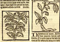 An illustration from The vertuose boke of distyllacyon of the waters of all maner of herbes ?with the fygures of the styllatoryes /fyrst made and compyled by the thyrte yeres study and labour of the moste conynge and famous master of phisyke Master Jherom Bruynswyke ; and now newly translate out of Duyche into Englysshe, not only to the synguler helpe and profyte of the surgyens, phisycyens and apothecaryes, but also of all maner of people parfytely and in dewe tyme and ordre to lerne to dystyll all maner of herbes to the profit, cure, & remedy of all maner dysieases and infirmytees apparant and nat apparant, and ye shall understande that the waters be better than the herbes as Avicenna testefyeth in his fourth canon saynge that all maner medicynes used with theyr substance febleth and maketh aged and weke. (1527)