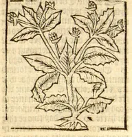 An illustration from The vertuose boke of distyllacyon of the waters of all maner of herbes ?with the fygures of the styllatoryes /fyrst made and compyled by the thyrte yeres study and labour of the moste conynge and famous master of phisyke Master Jherom Bruynswyke ; and now newly translate out of Duyche into Englysshe, not only to the synguler helpe and profyte of the surgyens, phisycyens and apothecaryes, but also of all maner of people parfytely and in dewe tyme and ordre to lerne to dystyll all maner of herbes to the profit, cure, & remedy of all maner dysieases and infirmytees apparant and nat apparant, and ye shall understande that the waters be better than the herbes as Avicenna testefyeth in his fourth canon saynge that all maner medicynes used with theyr substance febleth and maketh aged and weke. (1527)