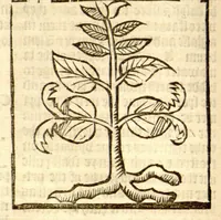 An illustration from The vertuose boke of distyllacyon of the waters of all maner of herbes ?with the fygures of the styllatoryes /fyrst made and compyled by the thyrte yeres study and labour of the moste conynge and famous master of phisyke Master Jherom Bruynswyke ; and now newly translate out of Duyche into Englysshe, not only to the synguler helpe and profyte of the surgyens, phisycyens and apothecaryes, but also of all maner of people parfytely and in dewe tyme and ordre to lerne to dystyll all maner of herbes to the profit, cure, & remedy of all maner dysieases and infirmytees apparant and nat apparant, and ye shall understande that the waters be better than the herbes as Avicenna testefyeth in his fourth canon saynge that all maner medicynes used with theyr substance febleth and maketh aged and weke. (1527)