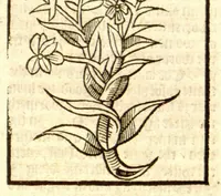 Picture 19 of 46 from The vertuose boke of distyllacyon of the waters of all maner of herbes ?with the fygures of the styllatoryes /fyrst made and compyled by the thyrte yeres study and labour of the moste conynge and famous master of phisyke Master Jherom Bruynswyke ; and now newly translate out of Duyche into Englysshe, not only to the synguler helpe and profyte of the surgyens, phisycyens and apothecaryes, but also of all maner of people parfytely and in dewe tyme and ordre to lerne to dystyll all maner of herbes to the profit, cure, & remedy of all maner dysieases and infirmytees apparant and nat apparant, and ye shall understande that the waters be better than the herbes as Avicenna testefyeth in his fourth canon saynge that all maner medicynes used with theyr substance febleth and maketh aged and weke. (1527), leaf 138