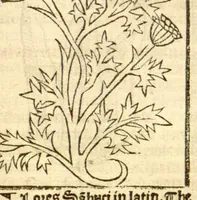 Picture 20 of 46 from The vertuose boke of distyllacyon of the waters of all maner of herbes ?with the fygures of the styllatoryes /fyrst made and compyled by the thyrte yeres study and labour of the moste conynge and famous master of phisyke Master Jherom Bruynswyke ; and now newly translate out of Duyche into Englysshe, not only to the synguler helpe and profyte of the surgyens, phisycyens and apothecaryes, but also of all maner of people parfytely and in dewe tyme and ordre to lerne to dystyll all maner of herbes to the profit, cure, & remedy of all maner dysieases and infirmytees apparant and nat apparant, and ye shall understande that the waters be better than the herbes as Avicenna testefyeth in his fourth canon saynge that all maner medicynes used with theyr substance febleth and maketh aged and weke. (1527), leaf 142