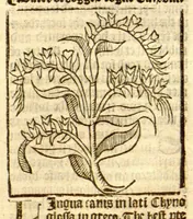 An illustration from The vertuose boke of distyllacyon of the waters of all maner of herbes ?with the fygures of the styllatoryes /fyrst made and compyled by the thyrte yeres study and labour of the moste conynge and famous master of phisyke Master Jherom Bruynswyke ; and now newly translate out of Duyche into Englysshe, not only to the synguler helpe and profyte of the surgyens, phisycyens and apothecaryes, but also of all maner of people parfytely and in dewe tyme and ordre to lerne to dystyll all maner of herbes to the profit, cure, & remedy of all maner dysieases and infirmytees apparant and nat apparant, and ye shall understande that the waters be better than the herbes as Avicenna testefyeth in his fourth canon saynge that all maner medicynes used with theyr substance febleth and maketh aged and weke. (1527)