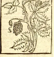 An illustration from The vertuose boke of distyllacyon of the waters of all maner of herbes ?with the fygures of the styllatoryes /fyrst made and compyled by the thyrte yeres study and labour of the moste conynge and famous master of phisyke Master Jherom Bruynswyke ; and now newly translate out of Duyche into Englysshe, not only to the synguler helpe and profyte of the surgyens, phisycyens and apothecaryes, but also of all maner of people parfytely and in dewe tyme and ordre to lerne to dystyll all maner of herbes to the profit, cure, & remedy of all maner dysieases and infirmytees apparant and nat apparant, and ye shall understande that the waters be better than the herbes as Avicenna testefyeth in his fourth canon saynge that all maner medicynes used with theyr substance febleth and maketh aged and weke. (1527)