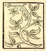An illustration from The vertuose boke of distyllacyon of the waters of all maner of herbes ?with the fygures of the styllatoryes /fyrst made and compyled by the thyrte yeres study and labour of the moste conynge and famous master of phisyke Master Jherom Bruynswyke ; and now newly translate out of Duyche into Englysshe, not only to the synguler helpe and profyte of the surgyens, phisycyens and apothecaryes, but also of all maner of people parfytely and in dewe tyme and ordre to lerne to dystyll all maner of herbes to the profit, cure, & remedy of all maner dysieases and infirmytees apparant and nat apparant, and ye shall understande that the waters be better than the herbes as Avicenna testefyeth in his fourth canon saynge that all maner medicynes used with theyr substance febleth and maketh aged and weke. (1527)