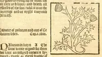 Picture 24 of 46 from The vertuose boke of distyllacyon of the waters of all maner of herbes ?with the fygures of the styllatoryes /fyrst made and compyled by the thyrte yeres study and labour of the moste conynge and famous master of phisyke Master Jherom Bruynswyke ; and now newly translate out of Duyche into Englysshe, not only to the synguler helpe and profyte of the surgyens, phisycyens and apothecaryes, but also of all maner of people parfytely and in dewe tyme and ordre to lerne to dystyll all maner of herbes to the profit, cure, & remedy of all maner dysieases and infirmytees apparant and nat apparant, and ye shall understande that the waters be better than the herbes as Avicenna testefyeth in his fourth canon saynge that all maner medicynes used with theyr substance febleth and maketh aged and weke. (1527), leaf 158
