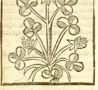 An illustration from The vertuose boke of distyllacyon of the waters of all maner of herbes ?with the fygures of the styllatoryes /fyrst made and compyled by the thyrte yeres study and labour of the moste conynge and famous master of phisyke Master Jherom Bruynswyke ; and now newly translate out of Duyche into Englysshe, not only to the synguler helpe and profyte of the surgyens, phisycyens and apothecaryes, but also of all maner of people parfytely and in dewe tyme and ordre to lerne to dystyll all maner of herbes to the profit, cure, & remedy of all maner dysieases and infirmytees apparant and nat apparant, and ye shall understande that the waters be better than the herbes as Avicenna testefyeth in his fourth canon saynge that all maner medicynes used with theyr substance febleth and maketh aged and weke. (1527)