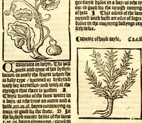 Picture 26 of 46 from The vertuose boke of distyllacyon of the waters of all maner of herbes ?with the fygures of the styllatoryes /fyrst made and compyled by the thyrte yeres study and labour of the moste conynge and famous master of phisyke Master Jherom Bruynswyke ; and now newly translate out of Duyche into Englysshe, not only to the synguler helpe and profyte of the surgyens, phisycyens and apothecaryes, but also of all maner of people parfytely and in dewe tyme and ordre to lerne to dystyll all maner of herbes to the profit, cure, & remedy of all maner dysieases and infirmytees apparant and nat apparant, and ye shall understande that the waters be better than the herbes as Avicenna testefyeth in his fourth canon saynge that all maner medicynes used with theyr substance febleth and maketh aged and weke. (1527), leaf 161