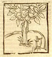 An illustration from The vertuose boke of distyllacyon of the waters of all maner of herbes ?with the fygures of the styllatoryes /fyrst made and compyled by the thyrte yeres study and labour of the moste conynge and famous master of phisyke Master Jherom Bruynswyke ; and now newly translate out of Duyche into Englysshe, not only to the synguler helpe and profyte of the surgyens, phisycyens and apothecaryes, but also of all maner of people parfytely and in dewe tyme and ordre to lerne to dystyll all maner of herbes to the profit, cure, & remedy of all maner dysieases and infirmytees apparant and nat apparant, and ye shall understande that the waters be better than the herbes as Avicenna testefyeth in his fourth canon saynge that all maner medicynes used with theyr substance febleth and maketh aged and weke. (1527)