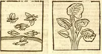 Picture 28 of 46 from The vertuose boke of distyllacyon of the waters of all maner of herbes ?with the fygures of the styllatoryes /fyrst made and compyled by the thyrte yeres study and labour of the moste conynge and famous master of phisyke Master Jherom Bruynswyke ; and now newly translate out of Duyche into Englysshe, not only to the synguler helpe and profyte of the surgyens, phisycyens and apothecaryes, but also of all maner of people parfytely and in dewe tyme and ordre to lerne to dystyll all maner of herbes to the profit, cure, & remedy of all maner dysieases and infirmytees apparant and nat apparant, and ye shall understande that the waters be better than the herbes as Avicenna testefyeth in his fourth canon saynge that all maner medicynes used with theyr substance febleth and maketh aged and weke. (1527), leaf 190