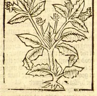 An illustration from The vertuose boke of distyllacyon of the waters of all maner of herbes ?with the fygures of the styllatoryes /fyrst made and compyled by the thyrte yeres study and labour of the moste conynge and famous master of phisyke Master Jherom Bruynswyke ; and now newly translate out of Duyche into Englysshe, not only to the synguler helpe and profyte of the surgyens, phisycyens and apothecaryes, but also of all maner of people parfytely and in dewe tyme and ordre to lerne to dystyll all maner of herbes to the profit, cure, & remedy of all maner dysieases and infirmytees apparant and nat apparant, and ye shall understande that the waters be better than the herbes as Avicenna testefyeth in his fourth canon saynge that all maner medicynes used with theyr substance febleth and maketh aged and weke. (1527)