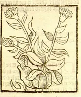 Picture 30 of 46 from The vertuose boke of distyllacyon of the waters of all maner of herbes ?with the fygures of the styllatoryes /fyrst made and compyled by the thyrte yeres study and labour of the moste conynge and famous master of phisyke Master Jherom Bruynswyke ; and now newly translate out of Duyche into Englysshe, not only to the synguler helpe and profyte of the surgyens, phisycyens and apothecaryes, but also of all maner of people parfytely and in dewe tyme and ordre to lerne to dystyll all maner of herbes to the profit, cure, & remedy of all maner dysieases and infirmytees apparant and nat apparant, and ye shall understande that the waters be better than the herbes as Avicenna testefyeth in his fourth canon saynge that all maner medicynes used with theyr substance febleth and maketh aged and weke. (1527), leaf 204