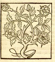 An illustration from The vertuose boke of distyllacyon of the waters of all maner of herbes ?with the fygures of the styllatoryes /fyrst made and compyled by the thyrte yeres study and labour of the moste conynge and famous master of phisyke Master Jherom Bruynswyke ; and now newly translate out of Duyche into Englysshe, not only to the synguler helpe and profyte of the surgyens, phisycyens and apothecaryes, but also of all maner of people parfytely and in dewe tyme and ordre to lerne to dystyll all maner of herbes to the profit, cure, & remedy of all maner dysieases and infirmytees apparant and nat apparant, and ye shall understande that the waters be better than the herbes as Avicenna testefyeth in his fourth canon saynge that all maner medicynes used with theyr substance febleth and maketh aged and weke. (1527)