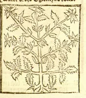 Picture 32 of 46 from The vertuose boke of distyllacyon of the waters of all maner of herbes ?with the fygures of the styllatoryes /fyrst made and compyled by the thyrte yeres study and labour of the moste conynge and famous master of phisyke Master Jherom Bruynswyke ; and now newly translate out of Duyche into Englysshe, not only to the synguler helpe and profyte of the surgyens, phisycyens and apothecaryes, but also of all maner of people parfytely and in dewe tyme and ordre to lerne to dystyll all maner of herbes to the profit, cure, & remedy of all maner dysieases and infirmytees apparant and nat apparant, and ye shall understande that the waters be better than the herbes as Avicenna testefyeth in his fourth canon saynge that all maner medicynes used with theyr substance febleth and maketh aged and weke. (1527), leaf 226